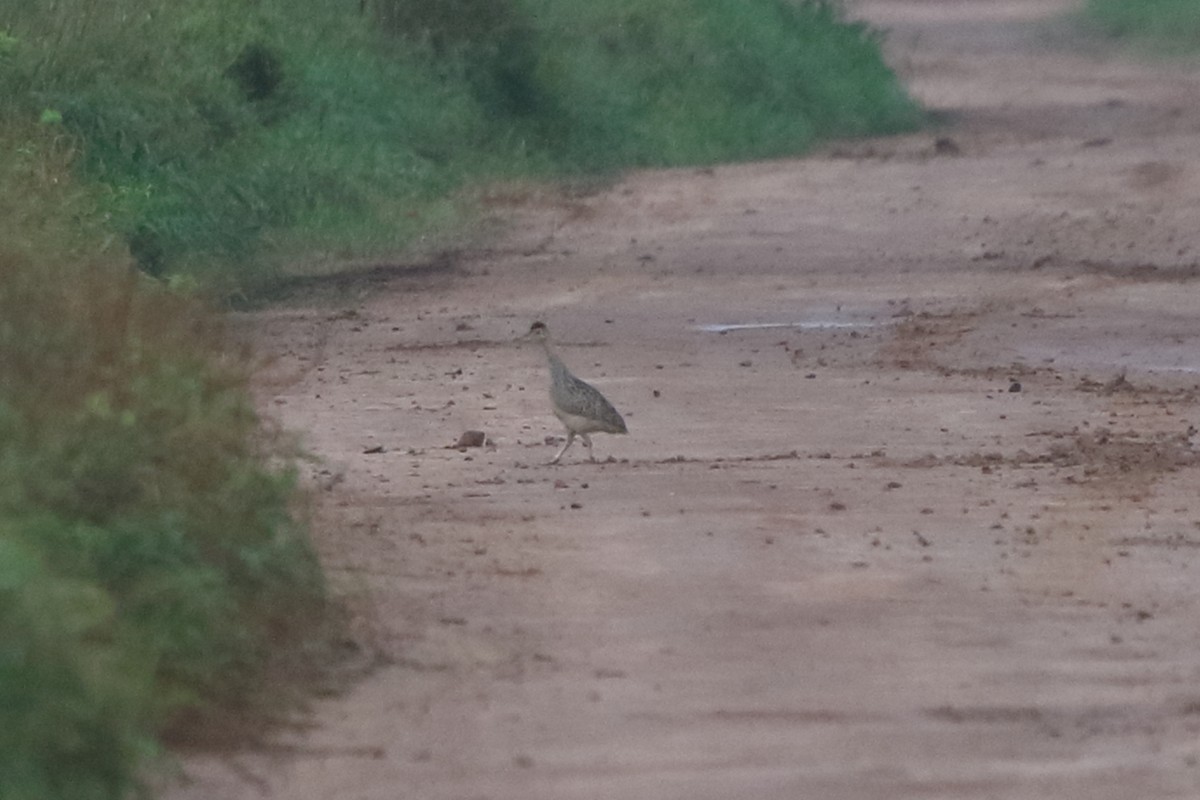 Brushland Tinamou - ML639269599