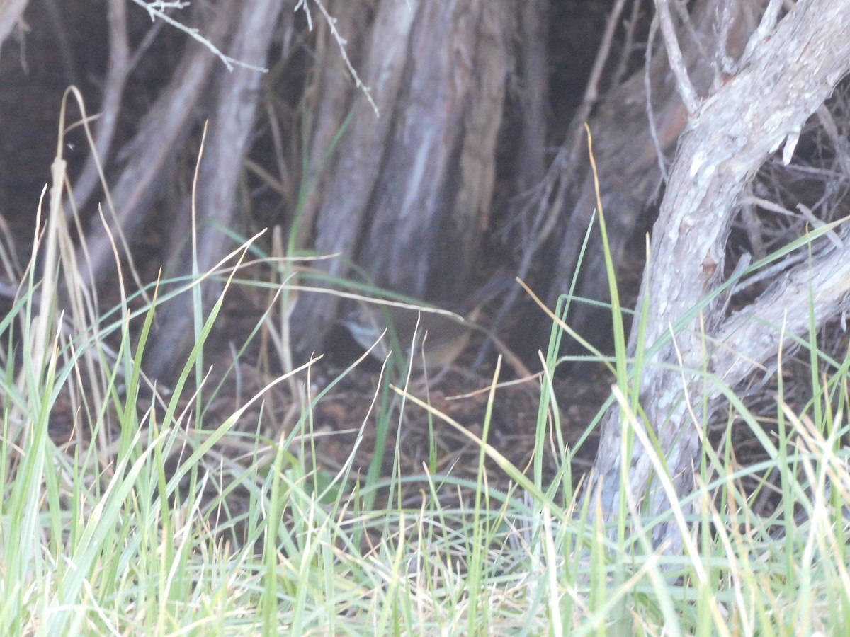 White-browed Scrubwren - ML639269604