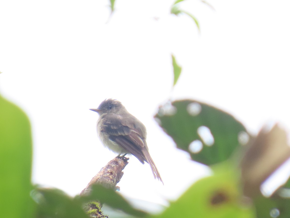 Northern Tropical Pewee - ML639269616