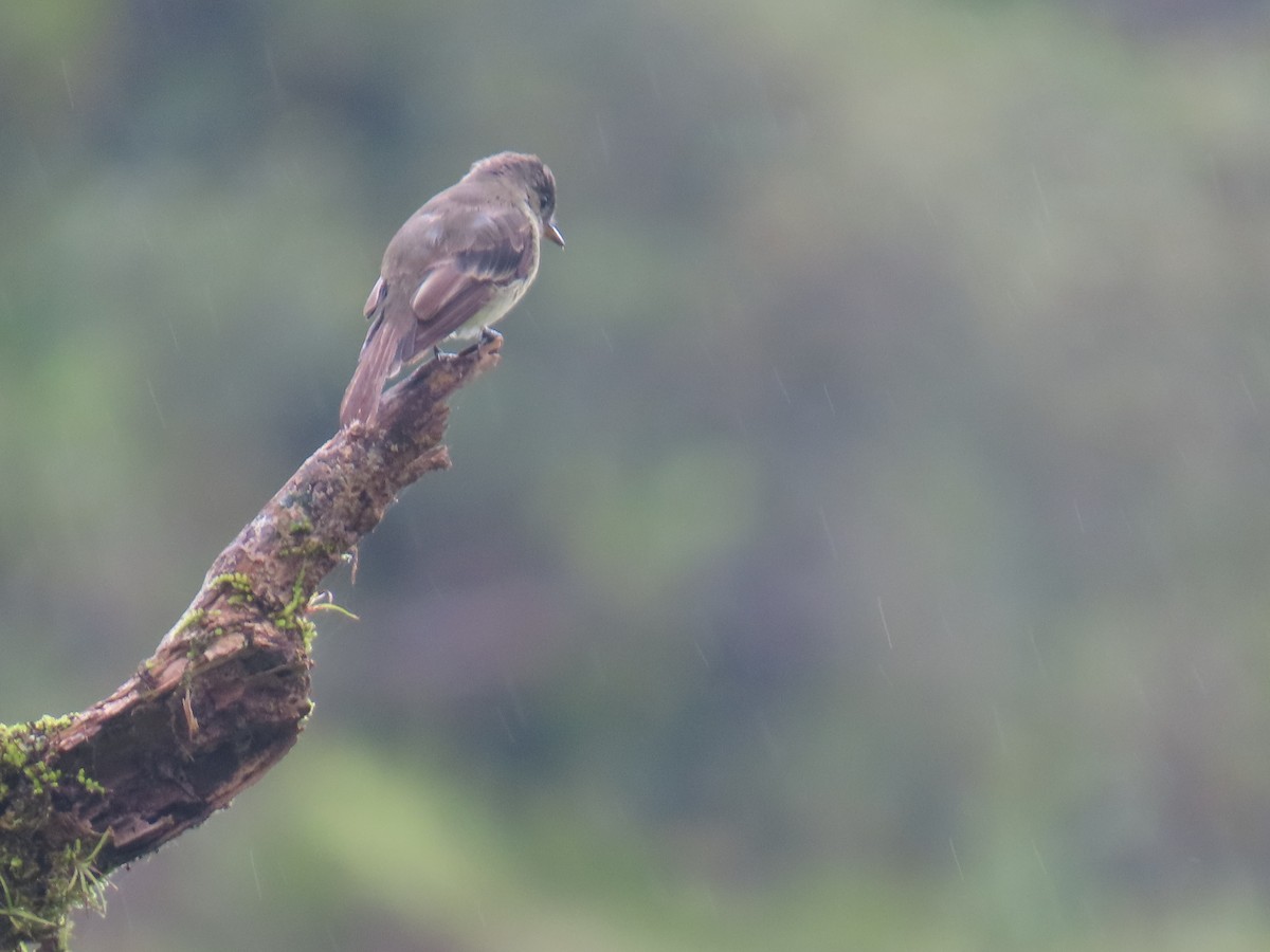Northern Tropical Pewee - ML639269617