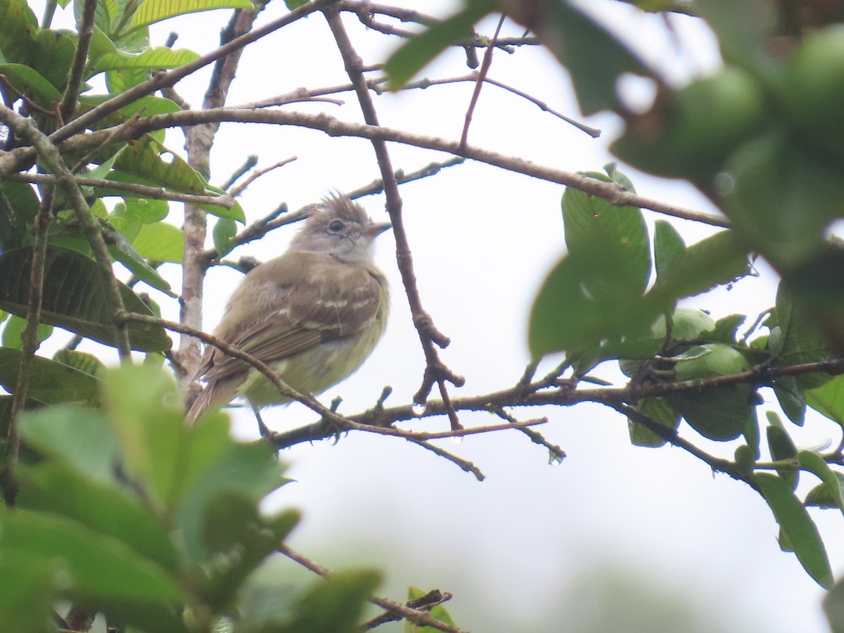 Yellow-bellied Elaenia - ML639269624
