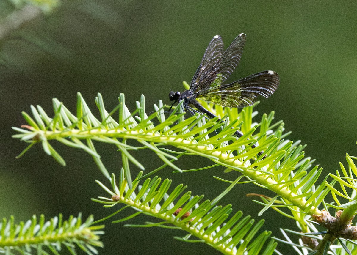 Ebony Jewelwing - ML639269712