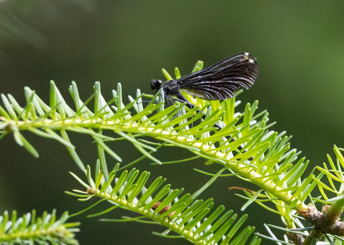 Ebony Jewelwing - ML639269713