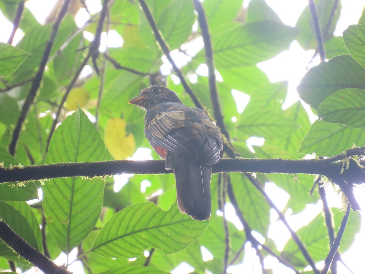 trogon kvokavý - ML639269732