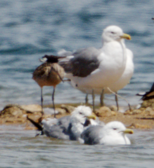 Marbled Godwit - ML639269775