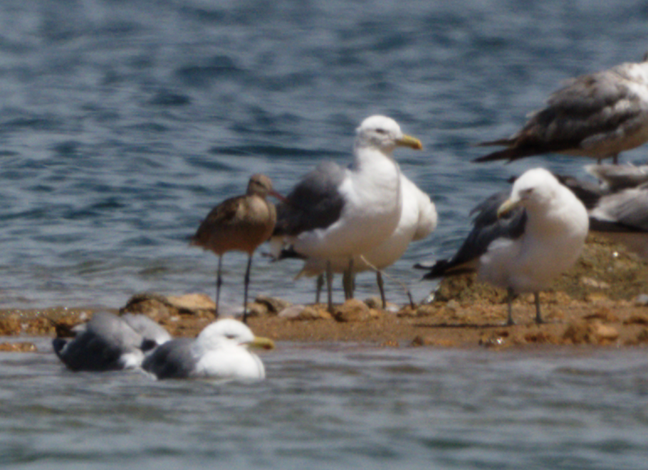 Marbled Godwit - ML639269776
