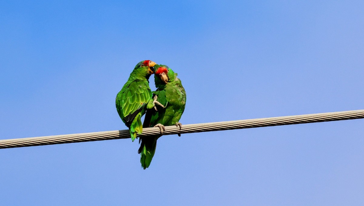 Amazone à joues vertes - ML639269795