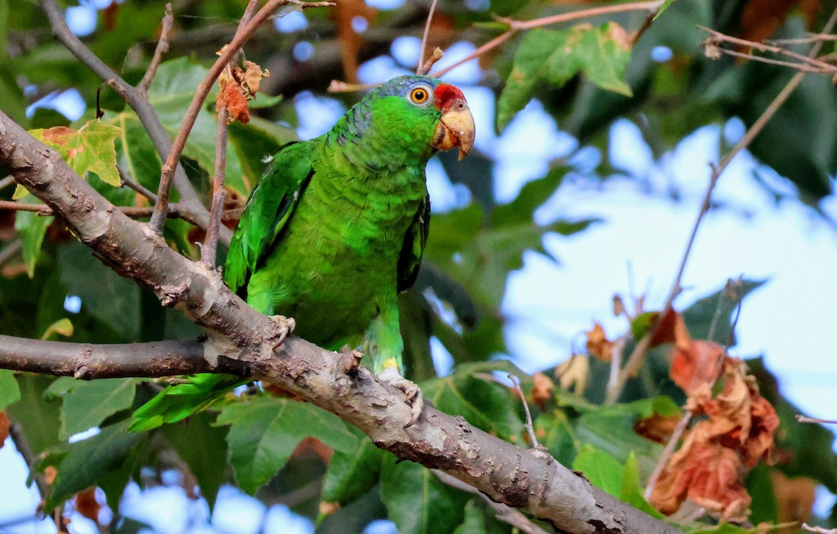 Amazone à joues vertes - ML639269796