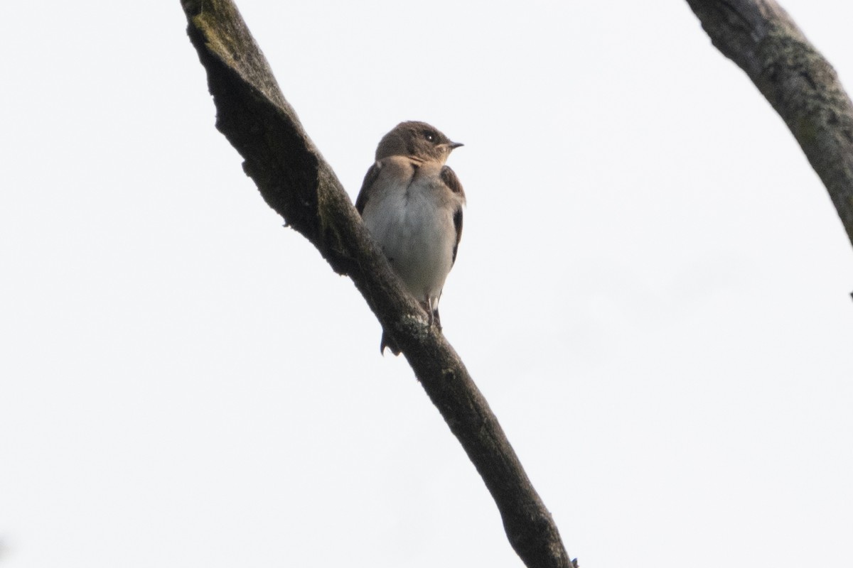 Northern Rough-winged Swallow - ML639269808