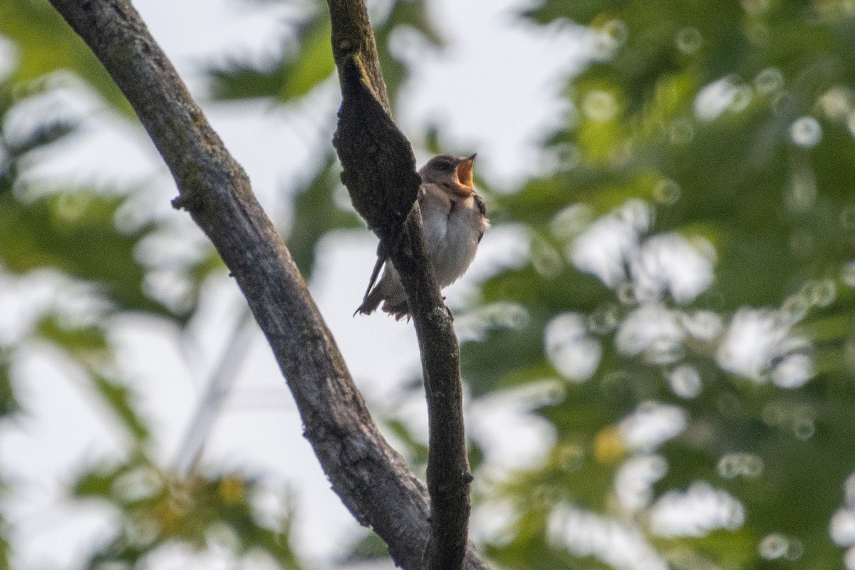Northern Rough-winged Swallow - ML639269809