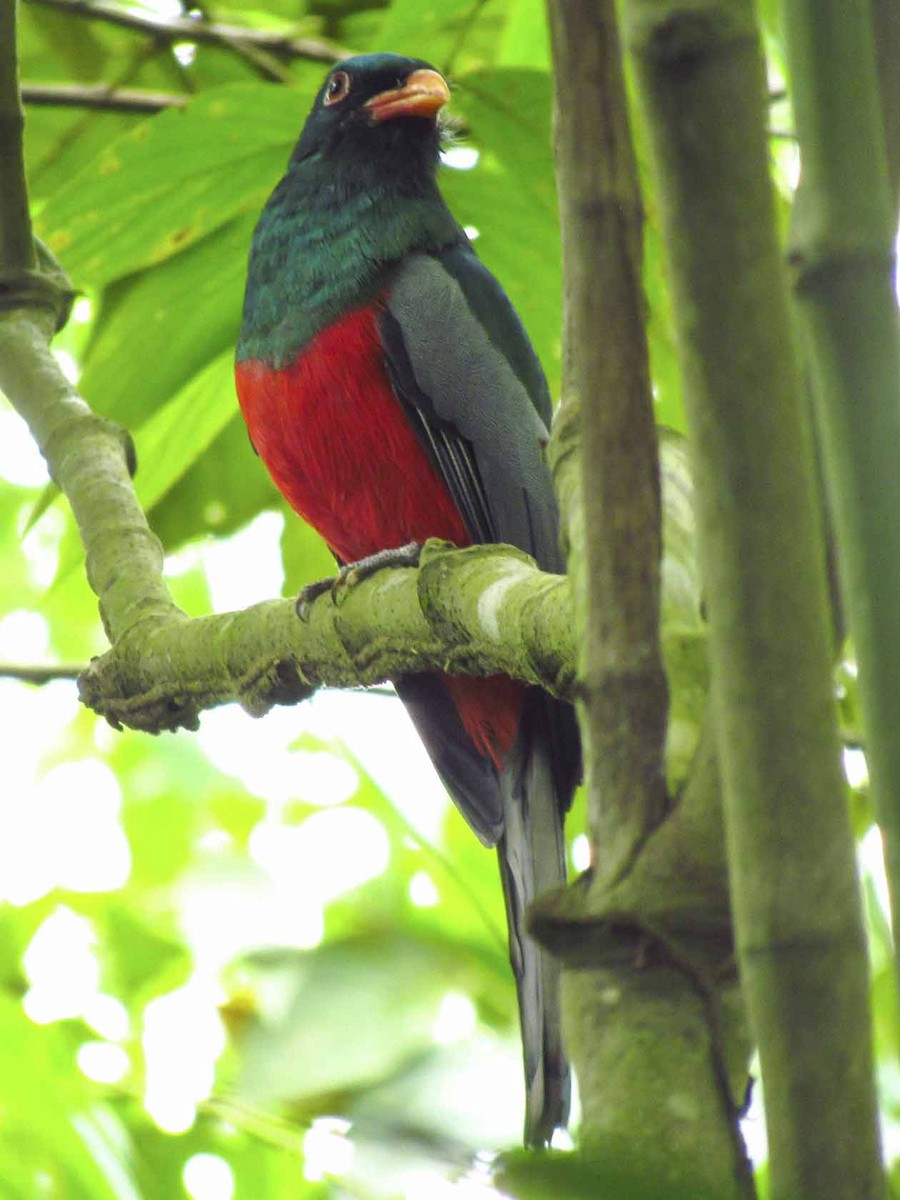 Slaty-tailed Trogon - ML63926981