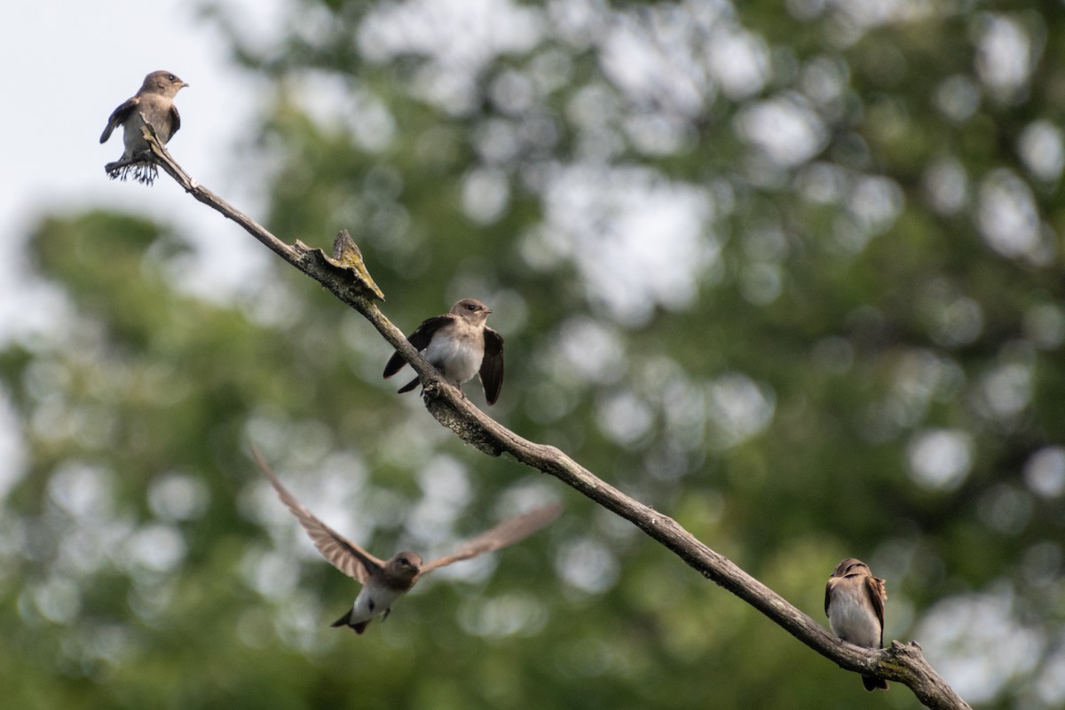 Northern Rough-winged Swallow - ML639269810