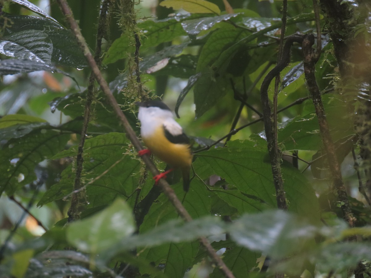 White-collared Manakin - ML639269815