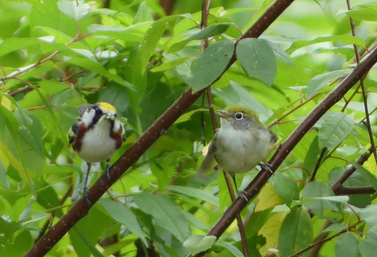 Chestnut-sided Warbler - ML639269930