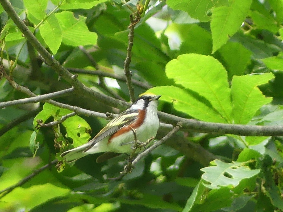 Chestnut-sided Warbler - ML639269931