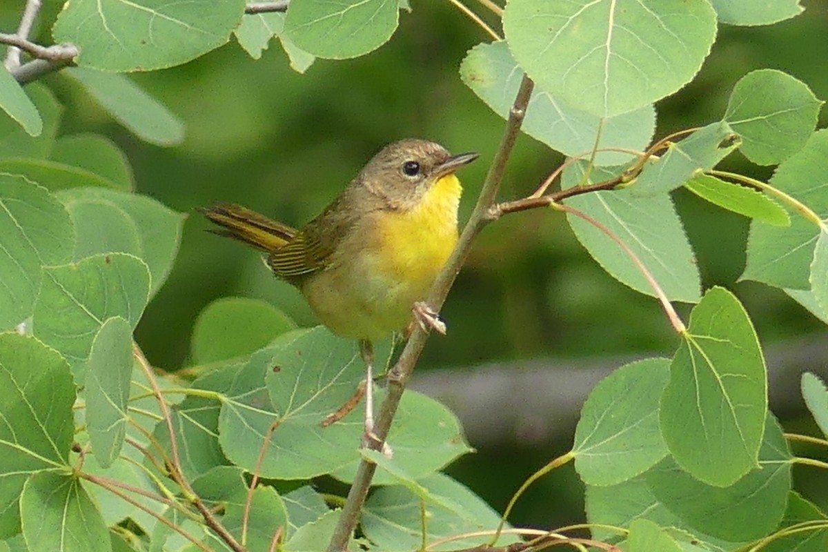 Common Yellowthroat - ML639269943