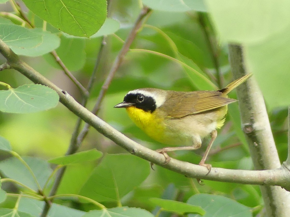 Common Yellowthroat - ML639269944