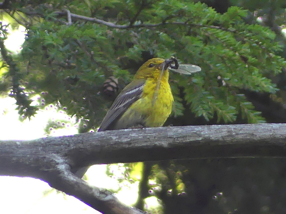 Pine Warbler - ML639269956