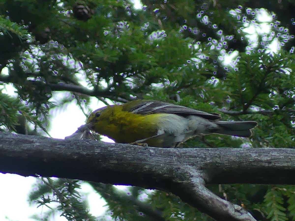 Pine Warbler - ML639269957