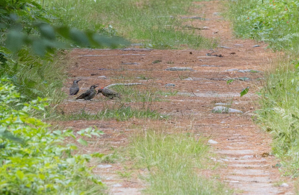 Northern Flicker - ML639269964