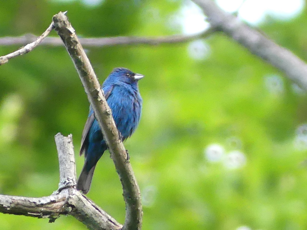 Indigo Bunting - ML639269974