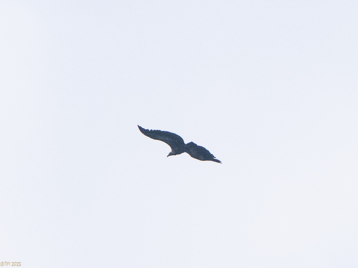 White-rumped Vulture - ML639269985