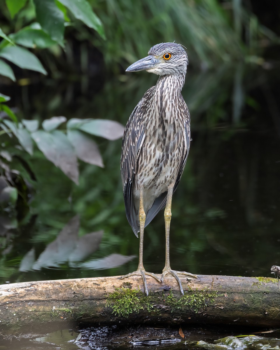 Yellow-crowned Night Heron - ML639269992