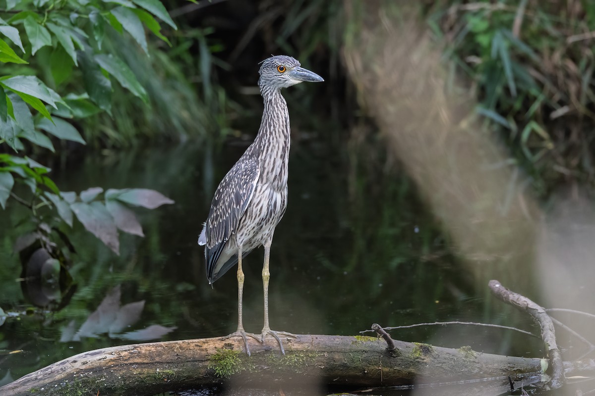 Yellow-crowned Night Heron - ML639269993