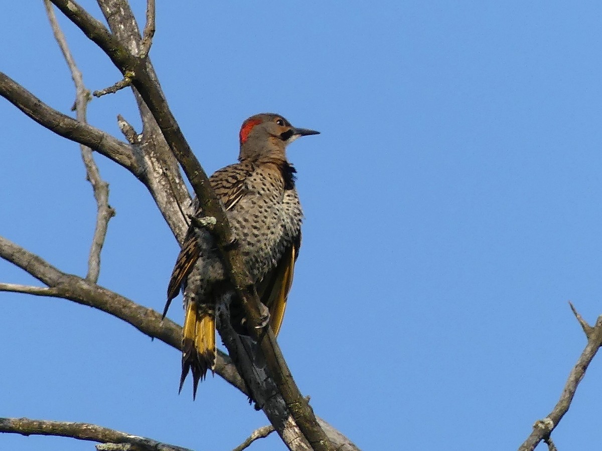 Northern Flicker - ML639270008