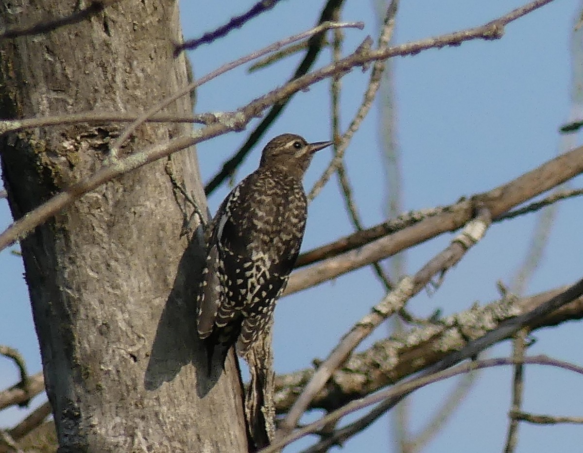 Yellow-bellied Sapsucker - ML639270027