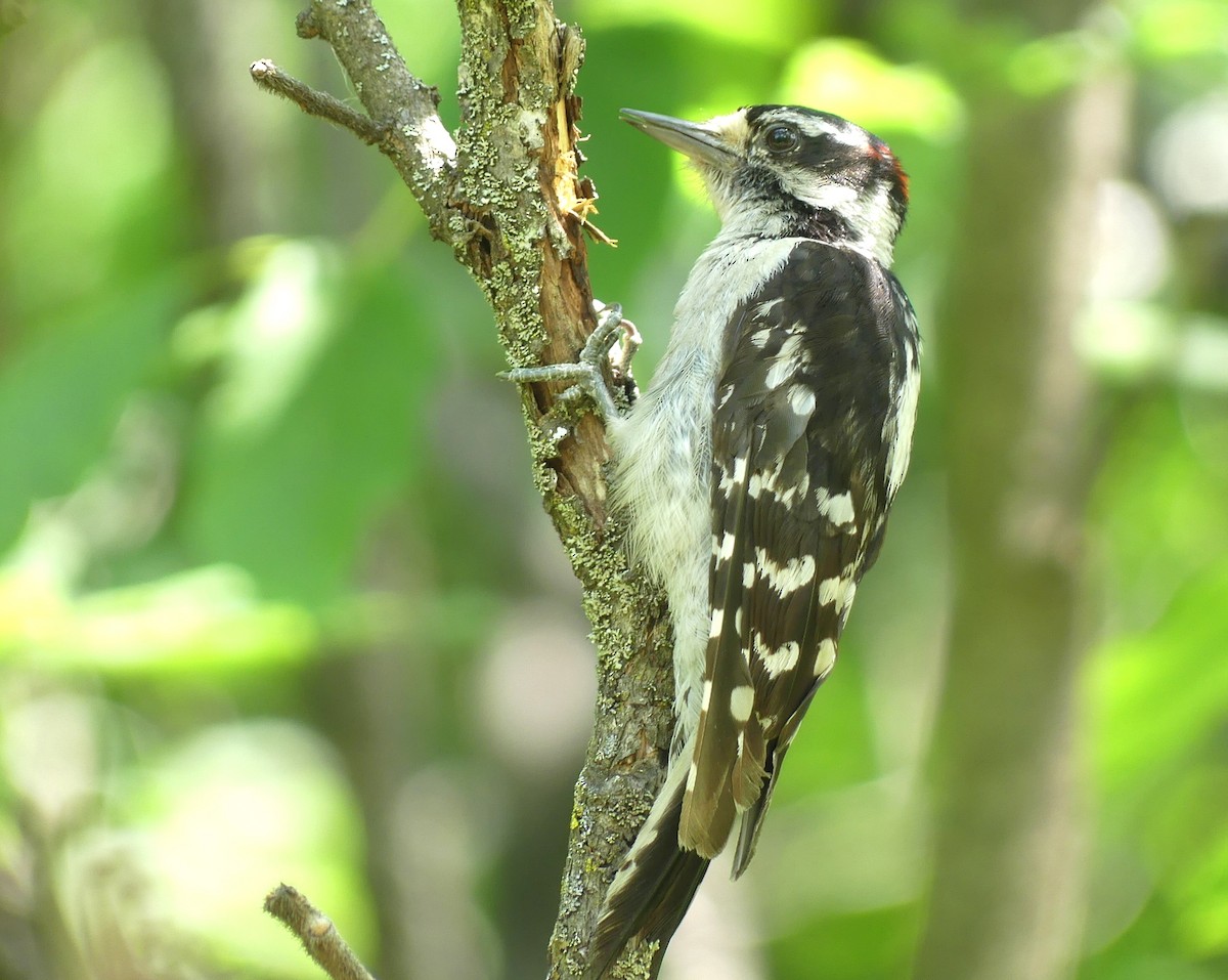 Downy Woodpecker - ML639270051