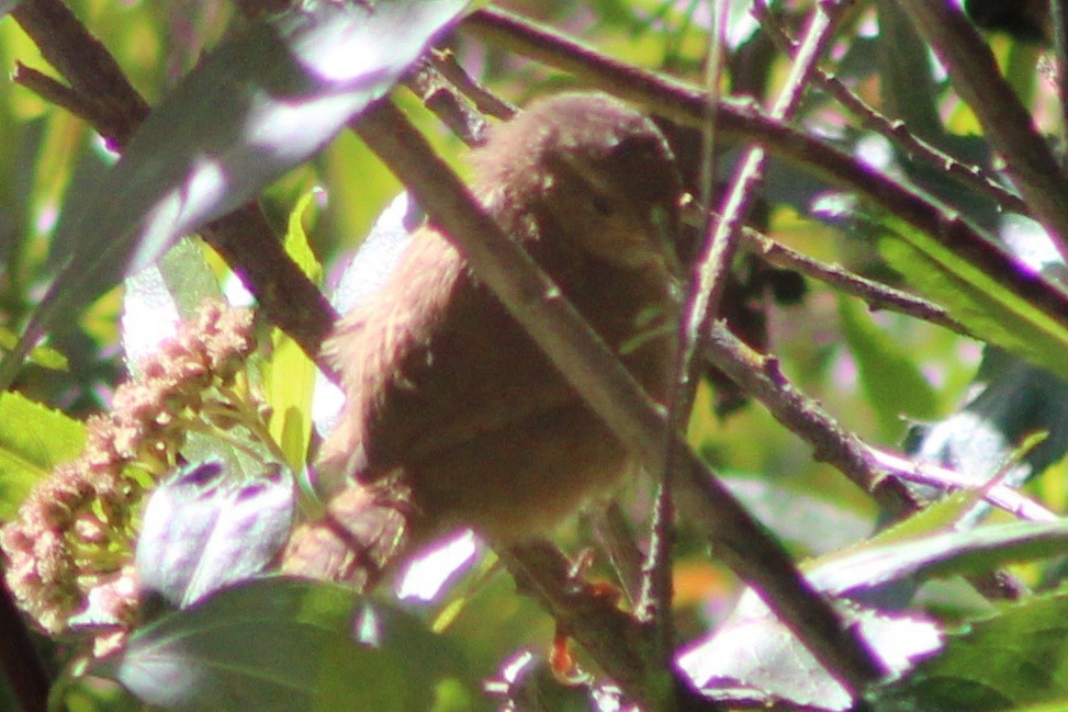 Grass Wren (Paramo) - ML639270057