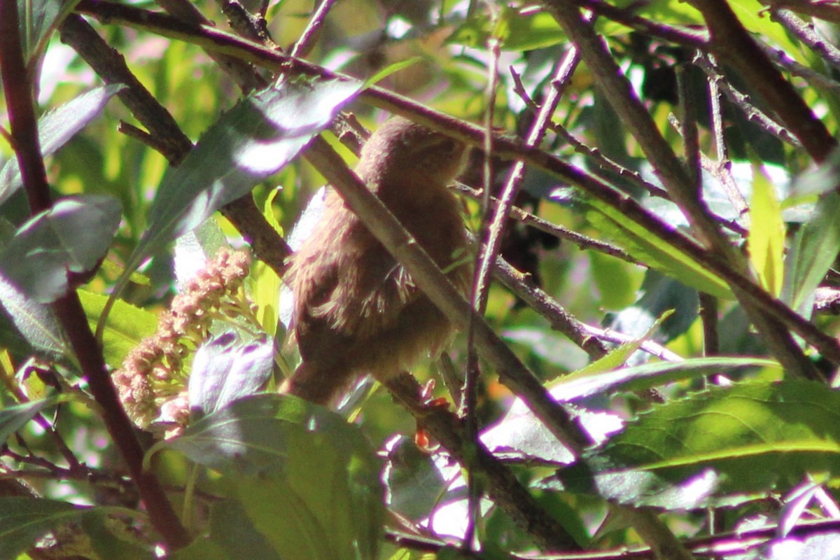 Grass Wren (Paramo) - ML639270058