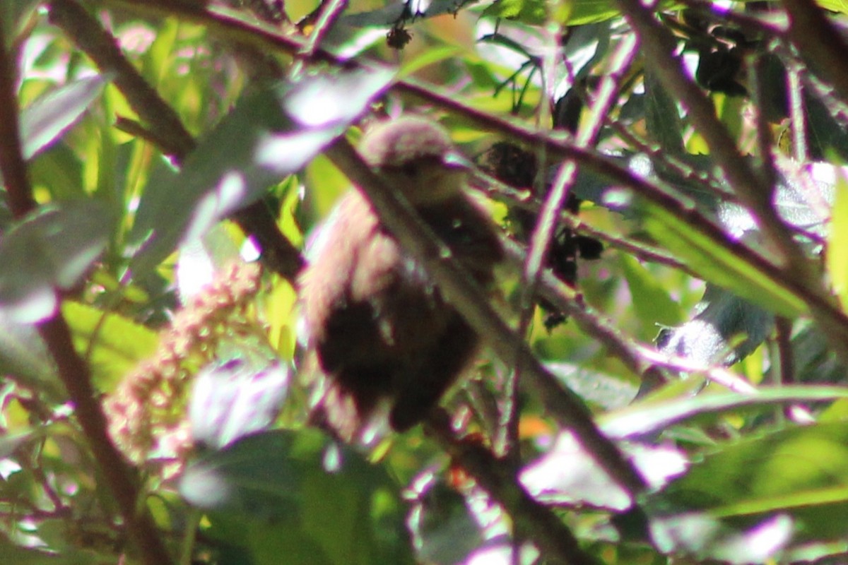 Grass Wren (Paramo) - ML639270059
