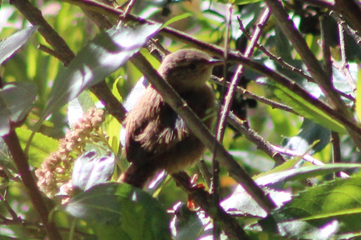 Grass Wren (Paramo) - ML639270060