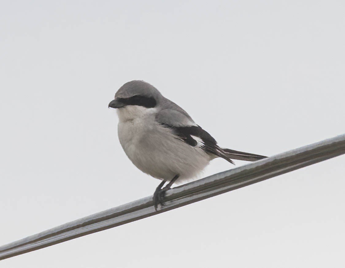 Loggerhead Shrike - ML639270374