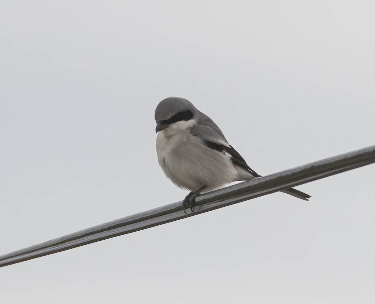 Loggerhead Shrike - ML639270375