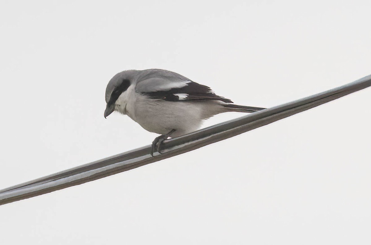 Loggerhead Shrike - ML639270376