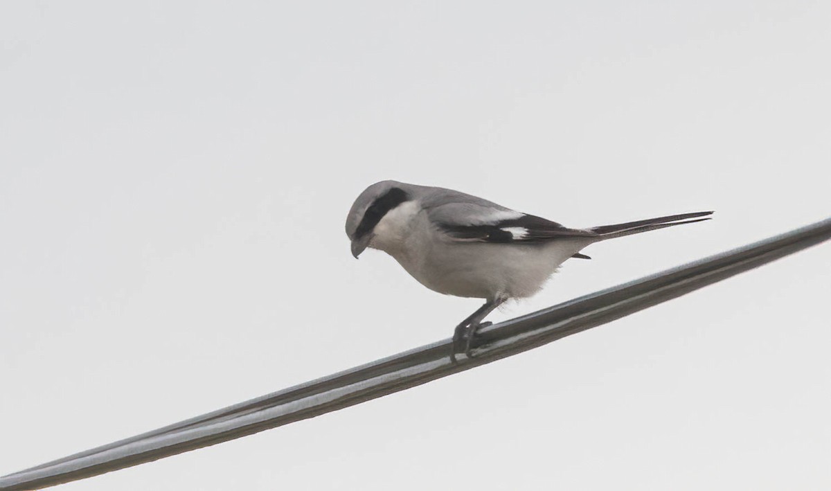 Loggerhead Shrike - ML639270377