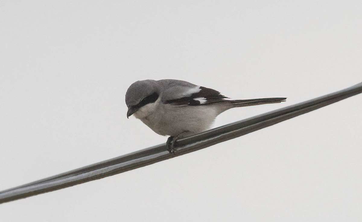 Loggerhead Shrike - ML639270378
