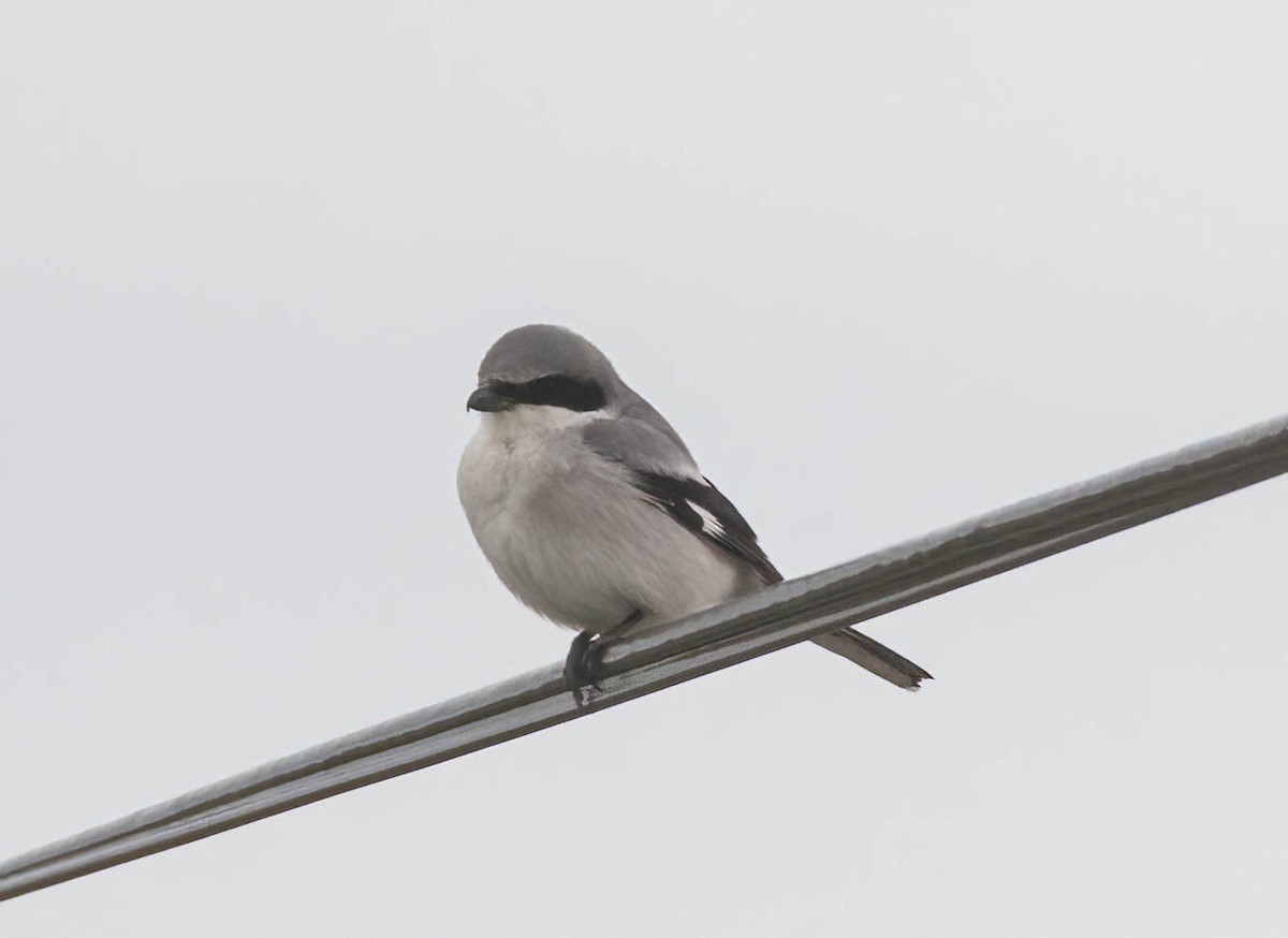 Loggerhead Shrike - ML639270379