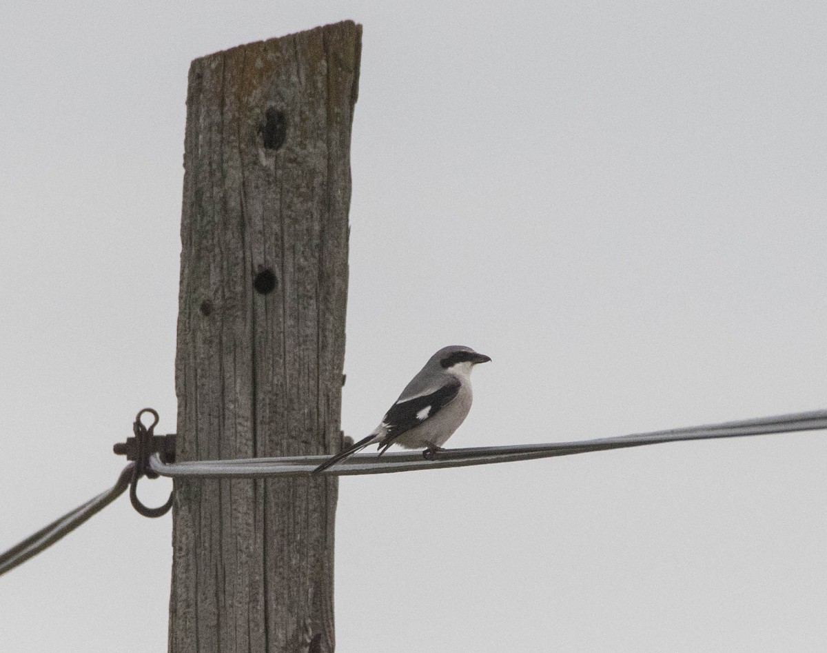 Loggerhead Shrike - ML639270380