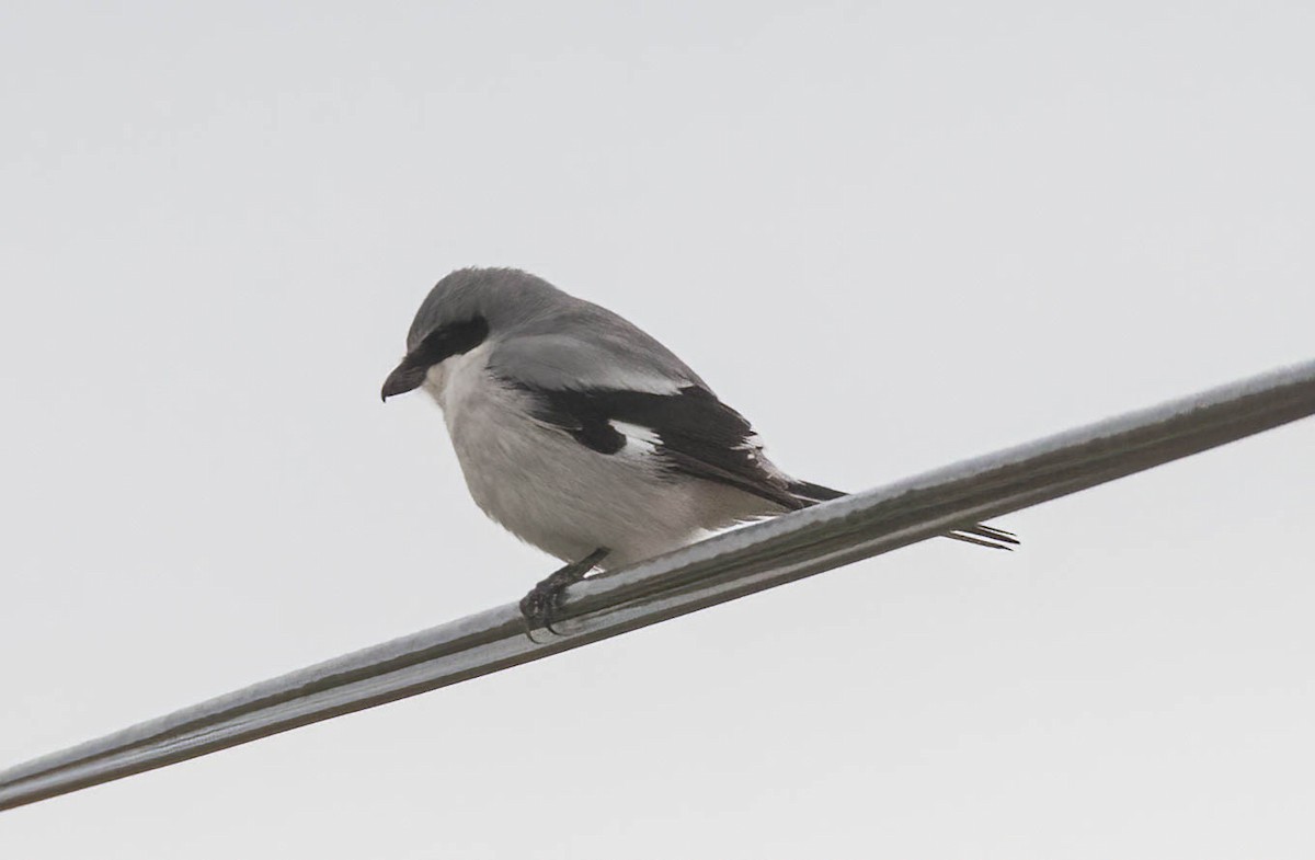 Loggerhead Shrike - ML639270381