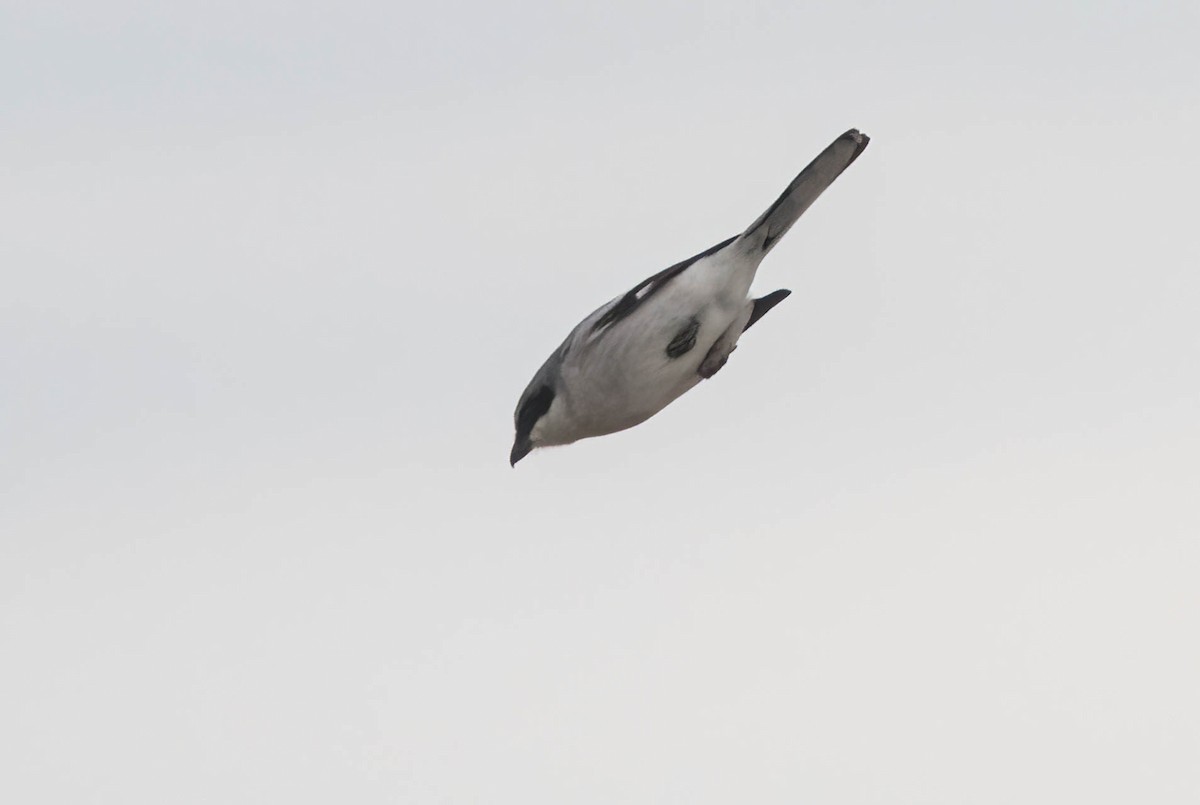 Loggerhead Shrike - ML639270382