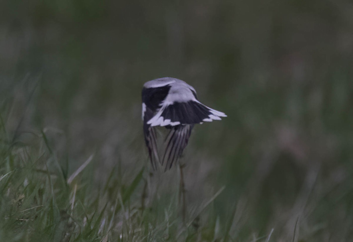 Loggerhead Shrike - ML639270384