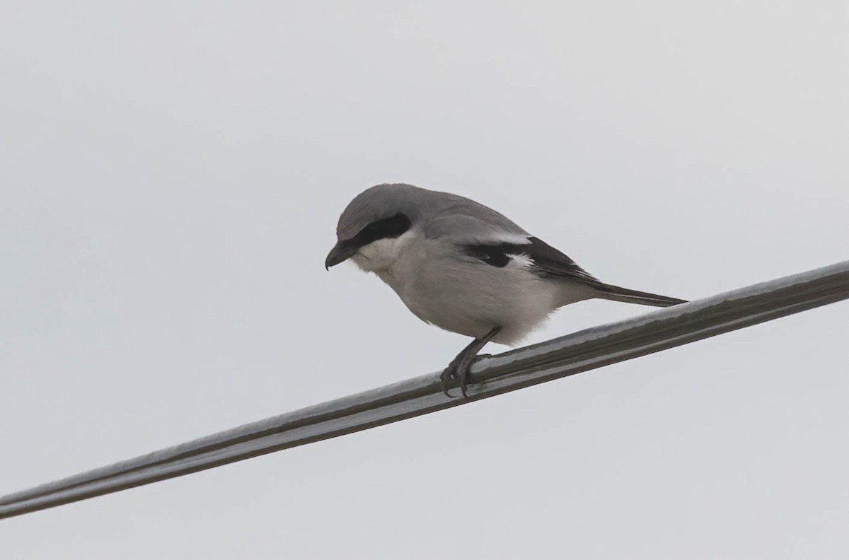 Loggerhead Shrike - ML639270385