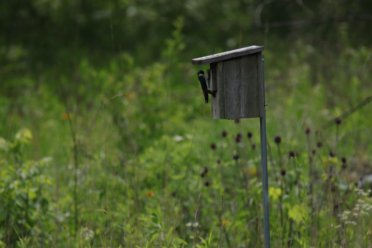 Tree Swallow - ML639270535