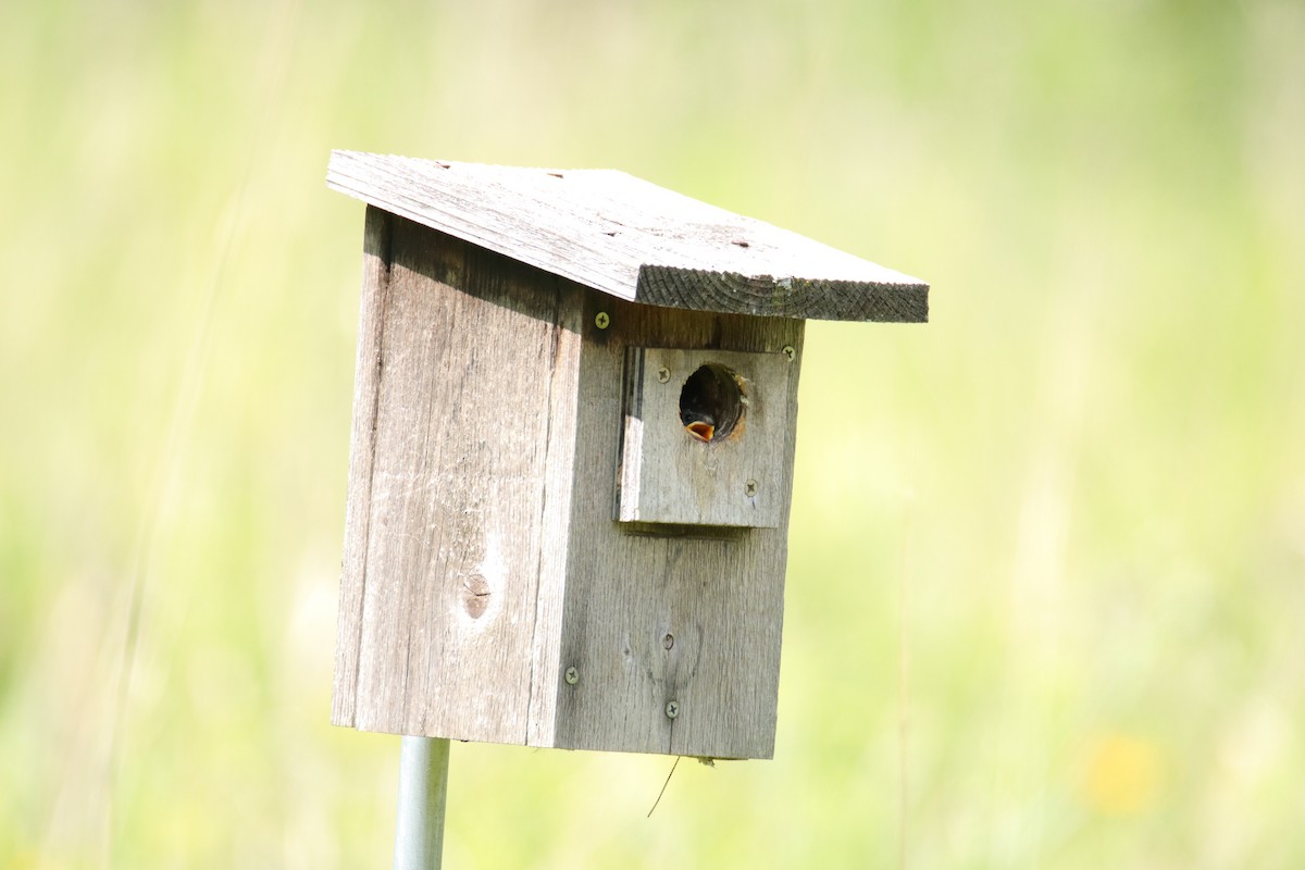 Tree Swallow - ML639270536