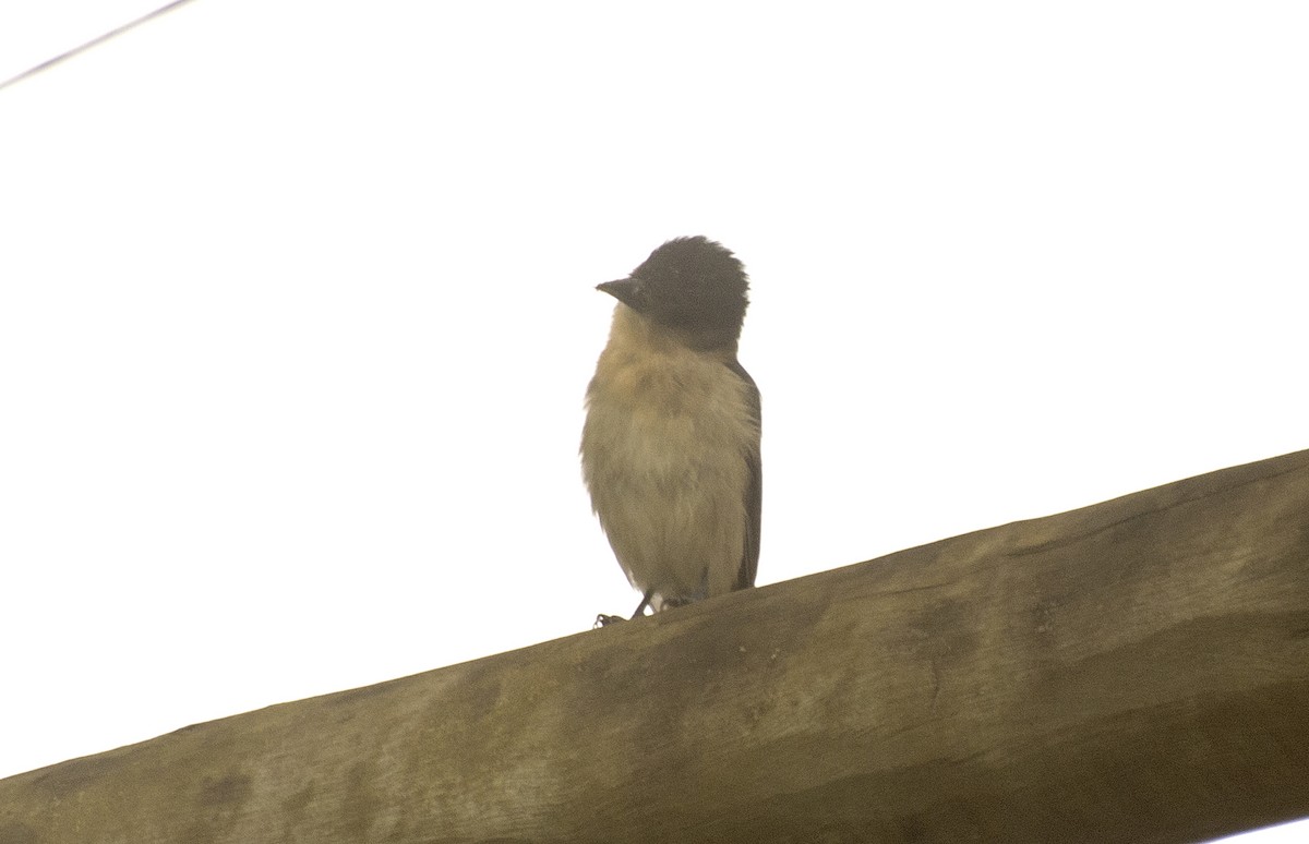 Crested Becard - ML639270652