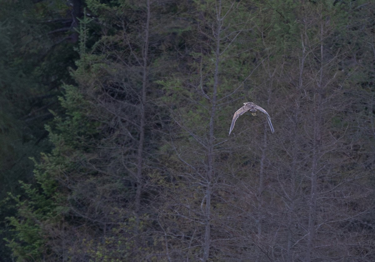American Bittern - ML639270664